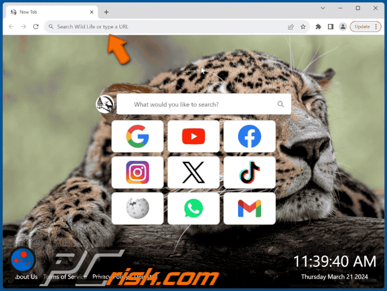 Wild Life browser hijacker redirecting to Bing (GIF)