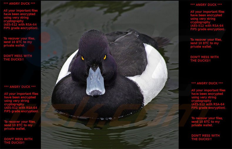 ANGRY DUCK decrypt instructions