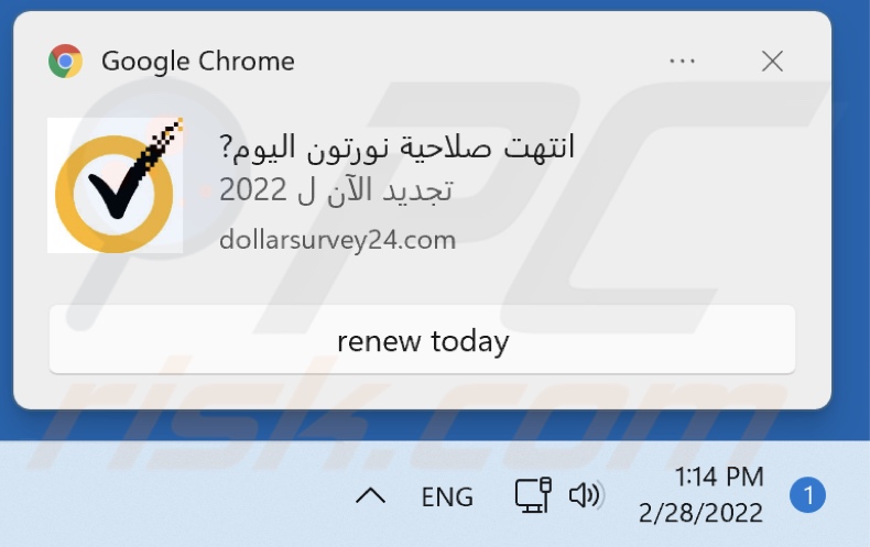 Advert delivered by dollarsurvey24[.]com