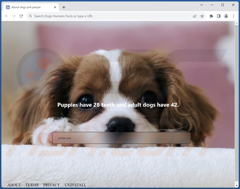 human-dogs-facts.com browser hijacker