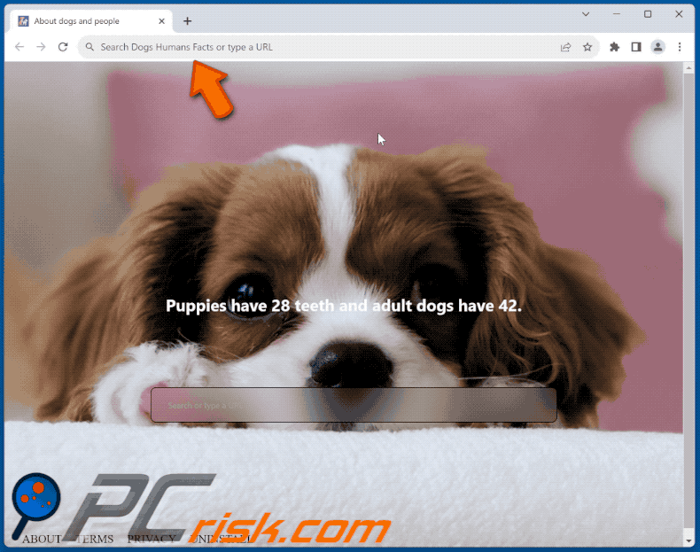 Dogs Humans Facts browser hijacker redirecting to Bing (GIF)