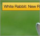White Rabbit: New Ransomware with FIN8 Connection