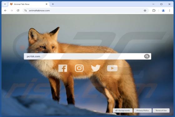 Animaltabnow.com Redirect